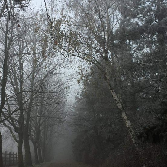 Ein nebeliger Waldweg, gesäumt von Bäumen, deren Äste sich ausstrecken, während der Nebel die Umgebung verdeckt.