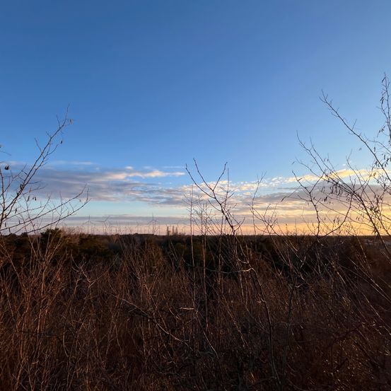 Ein Feld mit trockenen Pflanzen und Bäumen bei blauem Himmel und Wolken. Die Sonne geht am Horizont unter.