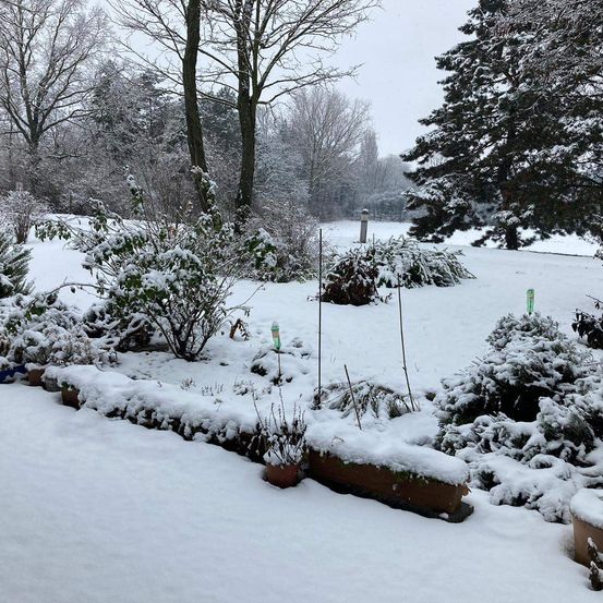 Ein Garten mit verschiedenen Pflanzen und Bäumen ist schneebedeckt. Der Boden und die Pflanzen sind mit einer dicken Schneeschicht bedeckt.