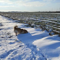 Ein Hund mit Halsband läuft auf einem verschneiten Pfad in einem großen, leeren Feld. Der Himmel ist bewölkt.