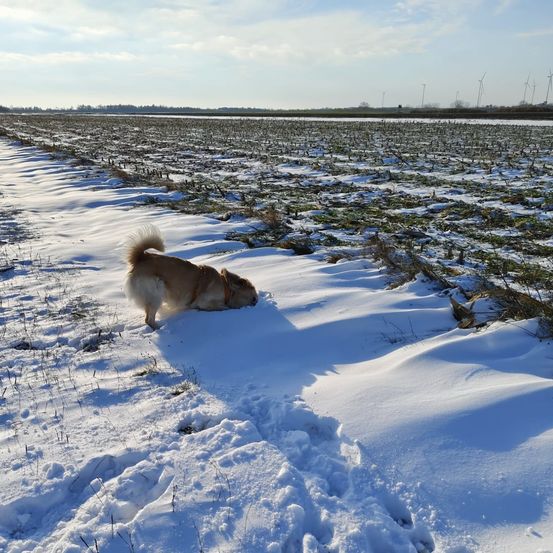 Ein Hund mit Halsband läuft auf einem verschneiten Pfad in einem großen, leeren Feld. Der Himmel ist bewölkt.