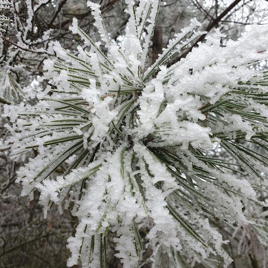 Ein Nahaufnahme eines mit Schnee und Eiskristallen bedeckten Kiefernbaums, mit grünen Nadeln und winterlichem Hintergrund.