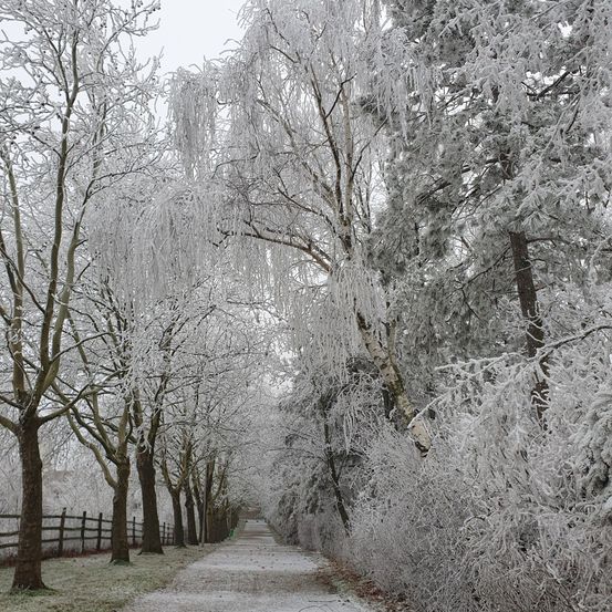 Ein verschneiter Weg gesäumt von Bäumen und Sträuchern, alle mit Eis bedeckt. Ein Holzzaun begrenzt die linke Seite, und der Himmel ist bedeckt.