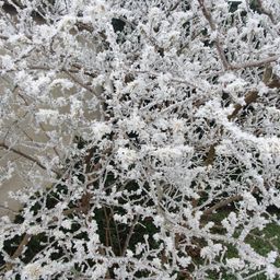 Ein Nahaufnahme eines schnee- und frostbedeckten Baumes mit Ästen und Zweigen, die zart und zierlich erscheinen. Der Schnee verleiht der Szene einen Hauch von winterlicher Magie.