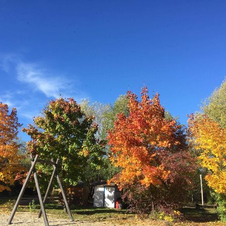 Bild enthält, Plant, Tree, Leaf, Autumn, Outdoors, Nature, Scenery, Vegetation