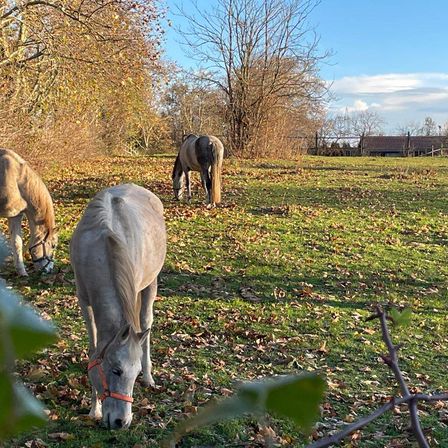 Bild enthält, Field, Grassland, Nature, Outdoors, Countryside, Farm, Pasture, Rural, Grazing, Horse