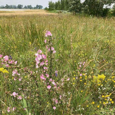 Bild enthält, Field, Grassland, Meadow, Nature, Outdoors, Vegetation, Flower, Geranium, Grass, Daisy