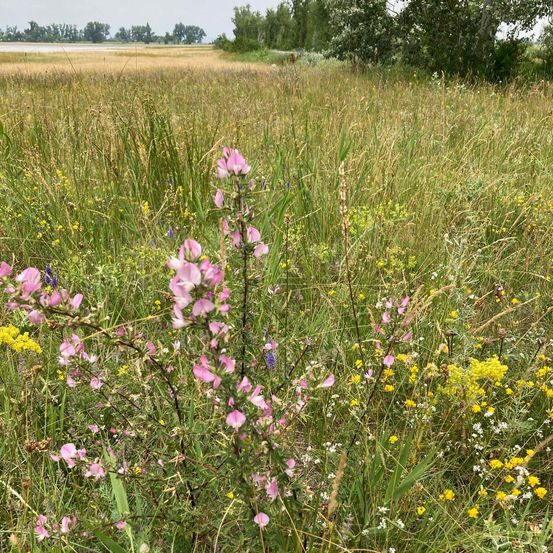 Bild enthält, Field, Grassland, Meadow, Nature, Outdoors, Vegetation, Flower, Geranium, Grass, Daisy