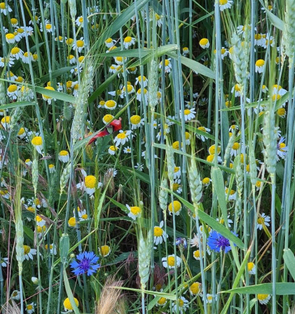 Bild enthält, Plant, Vegetation, Grass, Daisy, Flower, Field, Grassland, Petal, Herbal, Flax