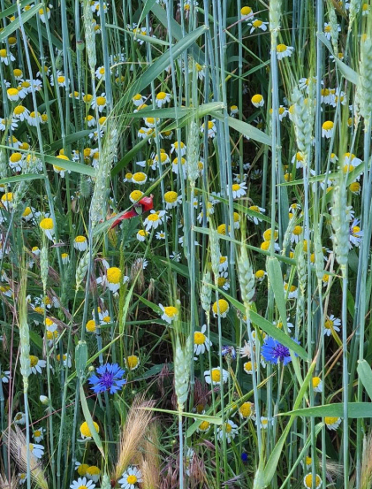 Bild enthält, Plant, Vegetation, Grass, Daisy, Flower, Field, Grassland, Petal, Herbal, Flax