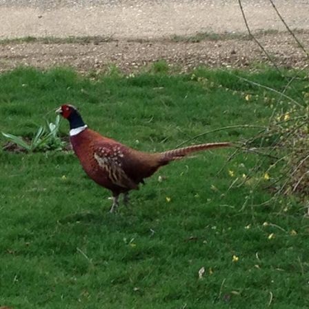 Bild enthält, Animal, Beak, Bird, Grass, Plant, Pheasant