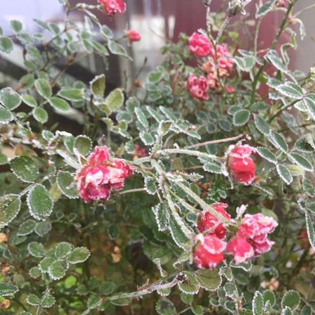 Eine Nahaufnahme eines Rosenbusches mit Frost auf seinen Blättern und Blüten, in einem Garten oder Hof.