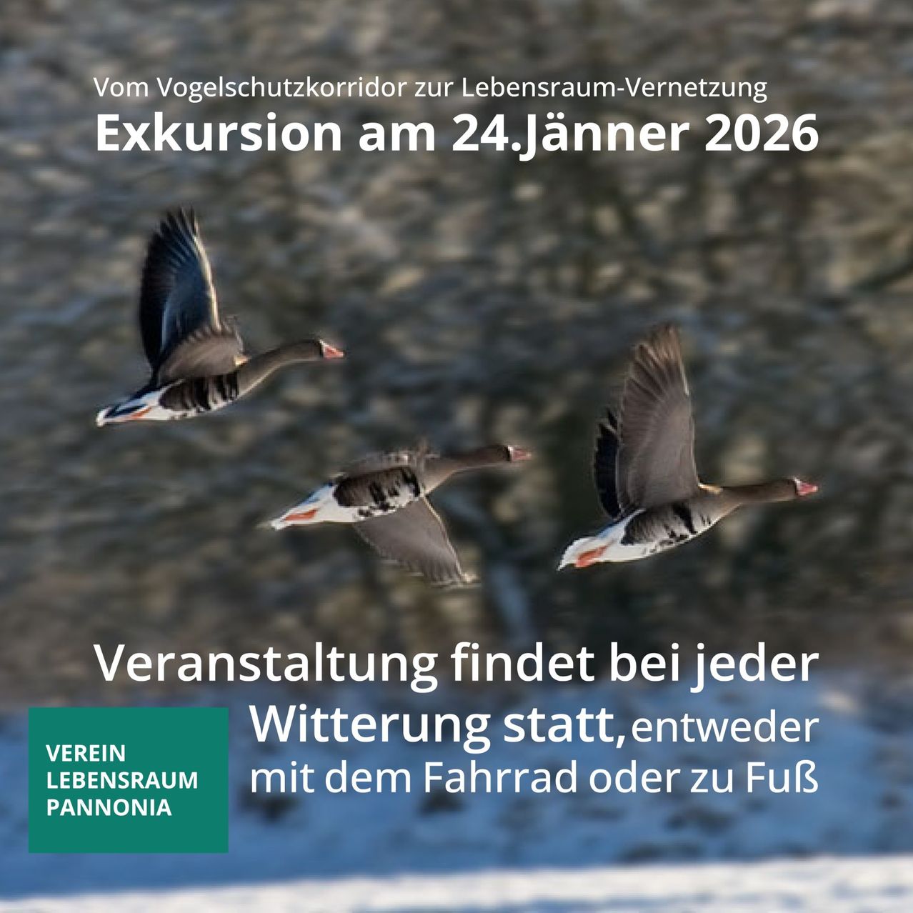 Eine Werbung für eine Exkursion am 24. Januar 2026 mit drei fliegenden Vögeln am Himmel. Der Text lautet 'Vom Vogelschutzkorridor zum Lebensraum-Vernetzungs.' Die Veranstaltung wird von 'Verein Lebensraum Pannonia' veranstaltet.