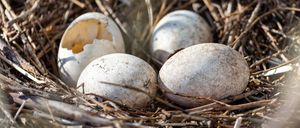 Bild enthält, Fungus, Plant, Nest, Food, Egg