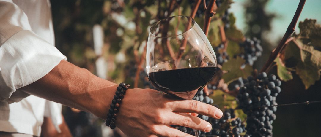 Eine Person, die ein Glas Rotwein in der Hand hält, steht in einem Weinberg mit hängenden Trauben.