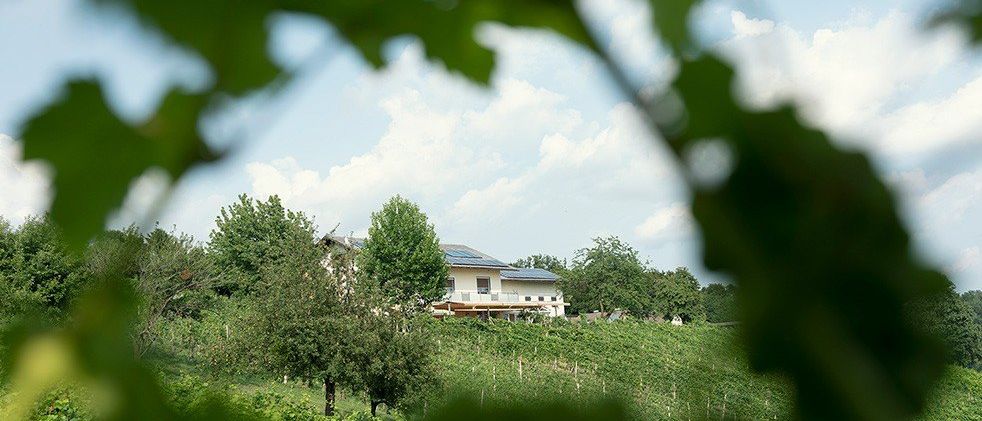 Ein Haus mit Solarmodulen auf dem Dach ist zwischen grünen Bäumen und Weinreben an einem sonnigen Tag eingebettet.