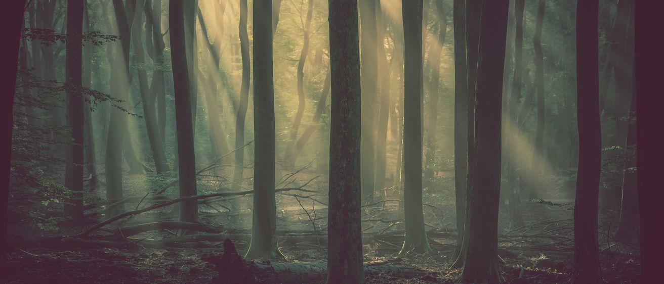 Bild enthält, Vegetation, Land, Nature, Outdoors, Woodland, Weather, Grove, Sunlight, Jungle, Scenery