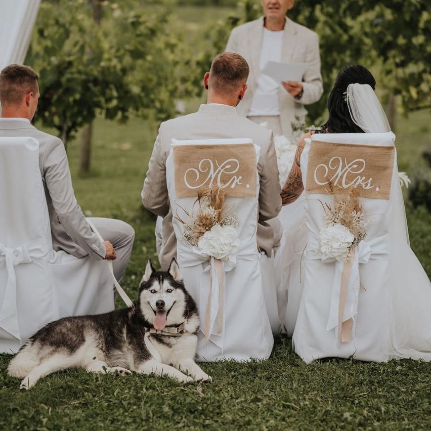 A wedding ceremony with the bride and groom sitting on chairs with Mr. and Mrs. written on them, a husky dog lying in front, and a man officiating in the background.