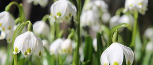 Bild enthält, Flower, Plant, Amaryllidaceae, Petal