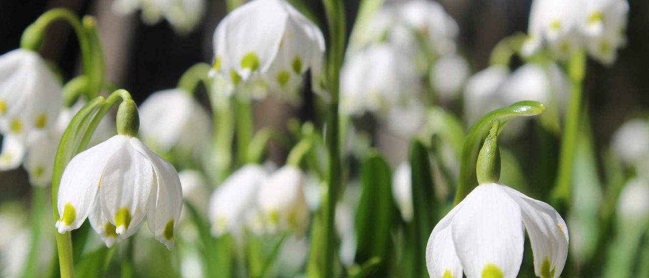 Bild enthält, Flower, Plant, Amaryllidaceae, Petal
