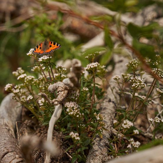 Bild enthält, Animal, Insect, Invertebrate, Flower, Plant, Butterfly, Apiaceae