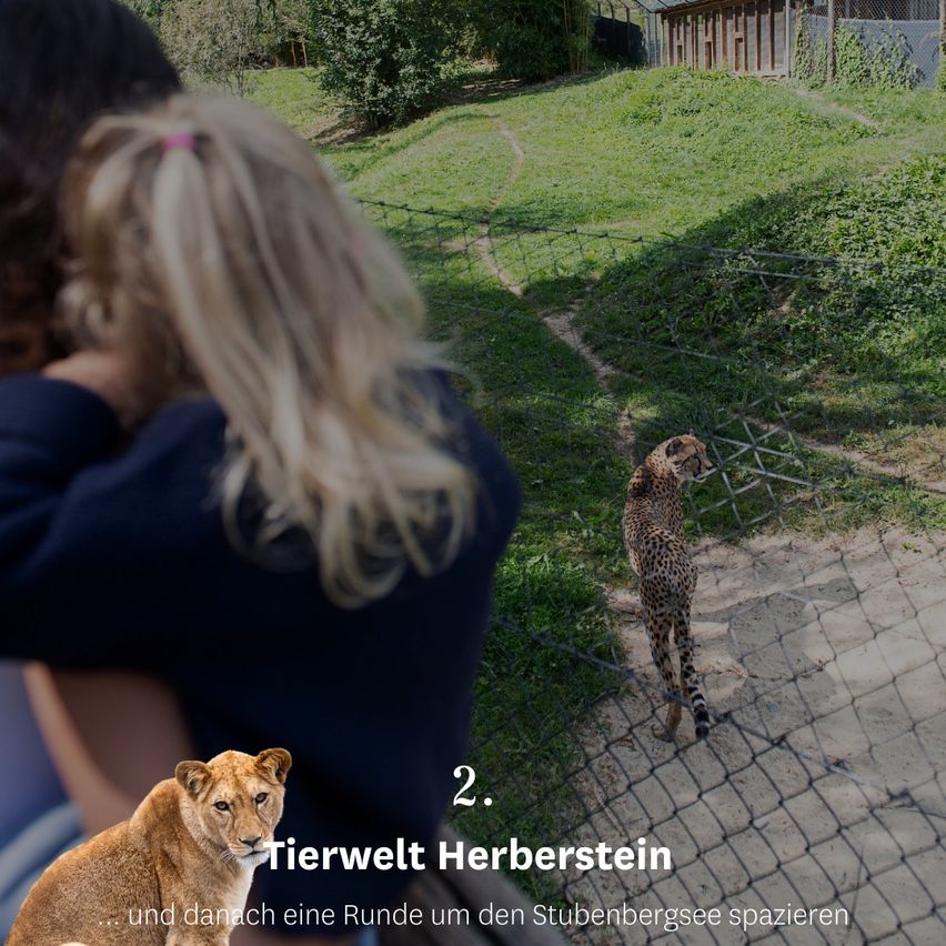Ein Kind beobachtet einen Geparden im Zoo. Der Gepard läuft hinter einem Zaun, mit einem Grasfeld und einem Haus im Hintergrund.