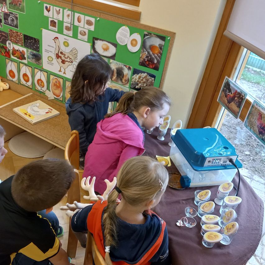 Eine Gruppe von Kindern betrachtet eine Hühnerei-Inkubator. Einige beobachten aufmerksam, während die anderen neugierig auf die eiförmigen Behälter schauen. Der Inkubator steht auf einem Tisch. Der Raum hat eine Holzwand und einen weißen Vorhang. Einige Bilderrahmen hängen an der Wand.