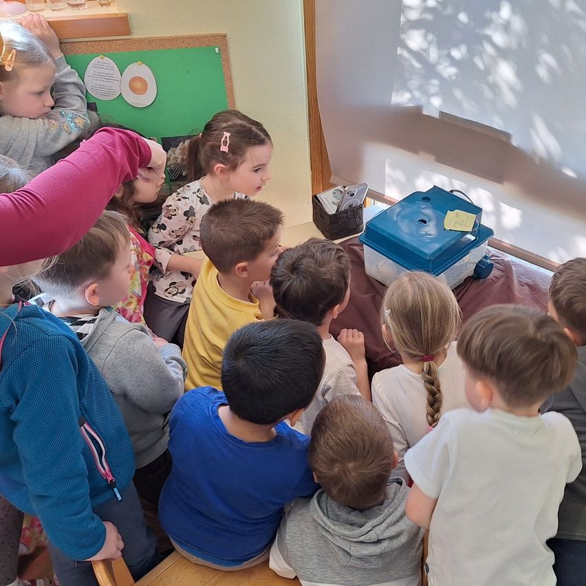 Ein Klassenzimmer mit Kindern, die sich um eine Lehrerin, eine Tafel und ein Poster zur Eientwicklung versammeln. Einige Kinder schauen in einen Behälter. Ein blauer Aufbewahrungsbehälter mit einer gelben Notiz steht auf dem Tisch.