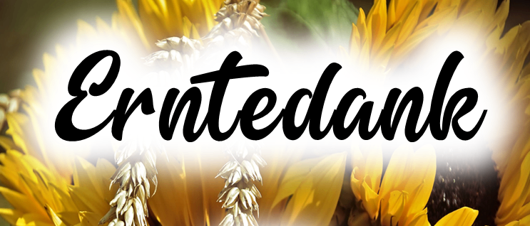 Bild enthält, Flower, Plant, Sunflower