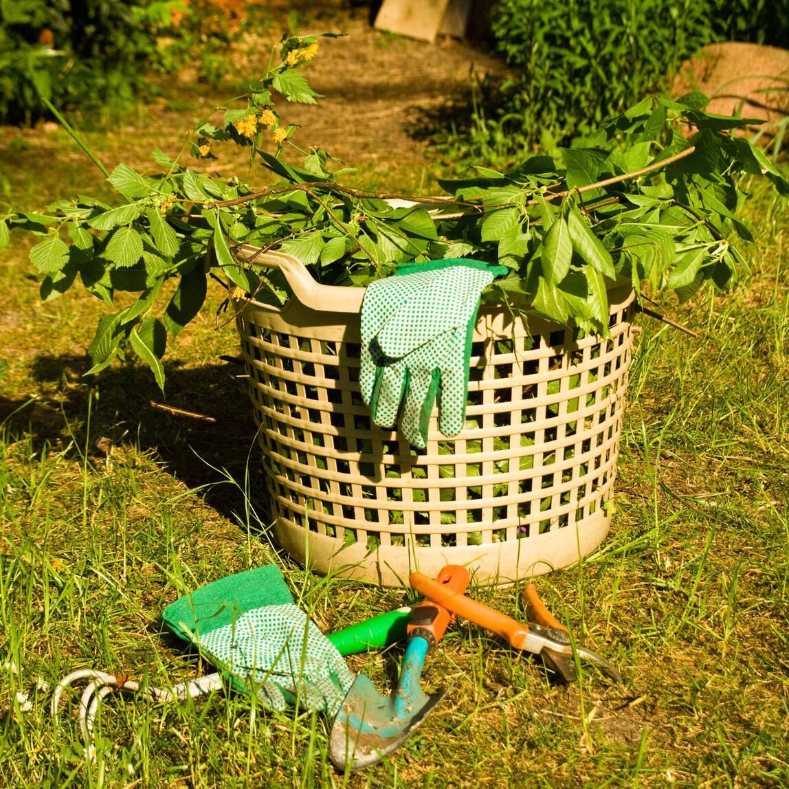 Bild enthält, Herbal, Herbs, Plant