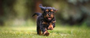 Bild enthält, Animal, Canine, Dog, Mammal, Pet, Puppy, Grass, Plant