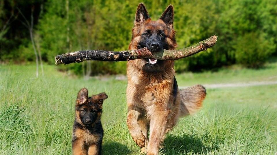 v1_migrated_image_79273781