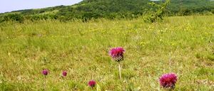Ein weites Feld mit hohem Gras, mehreren violetten Blumen und einem entfernten Hügel unter blauem Himmel.