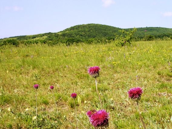 Ein weites Feld mit hohem Gras, mehreren violetten Blumen und einem entfernten Hügel unter blauem Himmel.