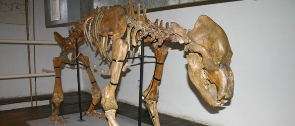 Ein Skelett eines prähistorischen Tieres wird in einem Museum ausgestellt. Es ist auf einem Metallständer montiert und auf einem Holzboden platziert. Das Skelett hat einen großen Kopf, einen langen Hals und einen langen Schwanz.