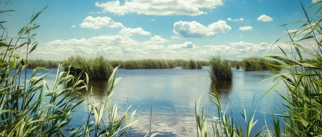 Ein ruhiger See, umgeben von hohen Schilfrohr und Gräsern unter einem blauen Himmel mit verstreuten Wolken.