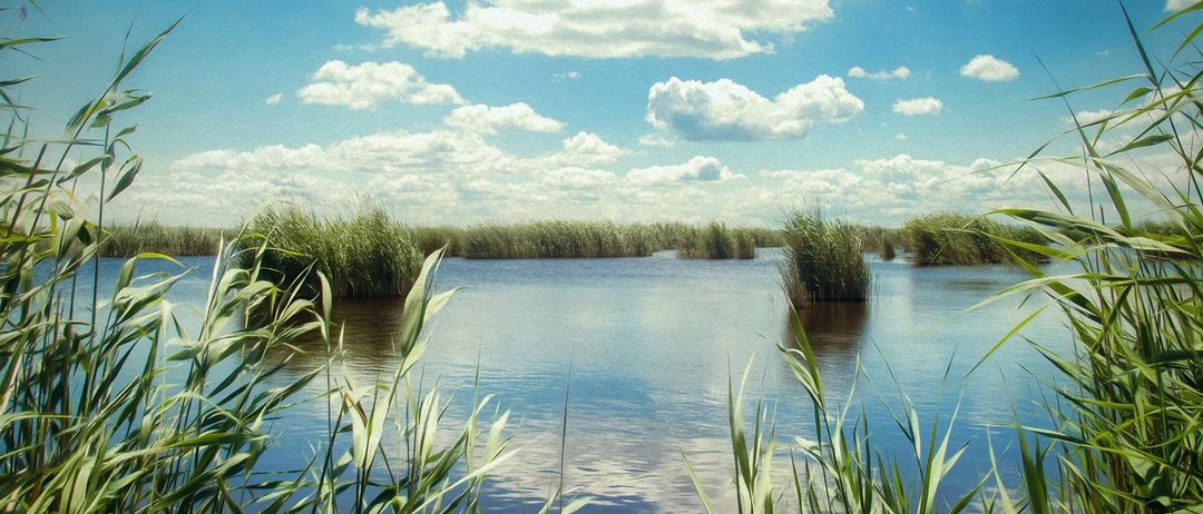 Ein ruhiger See, umgeben von hohen Schilfrohr und Gräsern unter einem blauen Himmel mit verstreuten Wolken.
