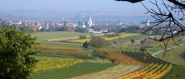 Luftaufnahme eines Weinbergs mit verschiedenen farbigen Pflanzen, einem kleinen Dorf im Hintergrund und einem klaren Himmel.