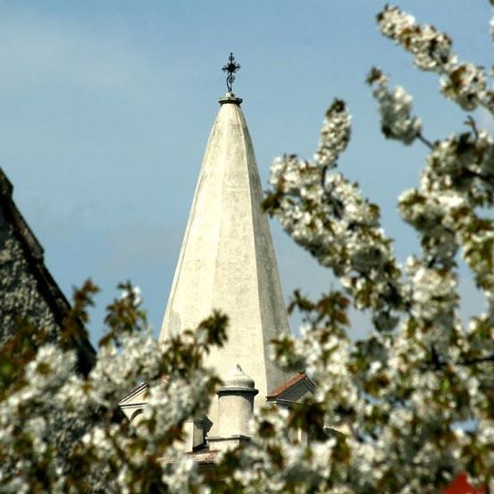 Ein hoher weißer Kirchturm mit einem Kreuz an der Spitze, teilweise von blühenden weißen Kirschblüten verdeckt.