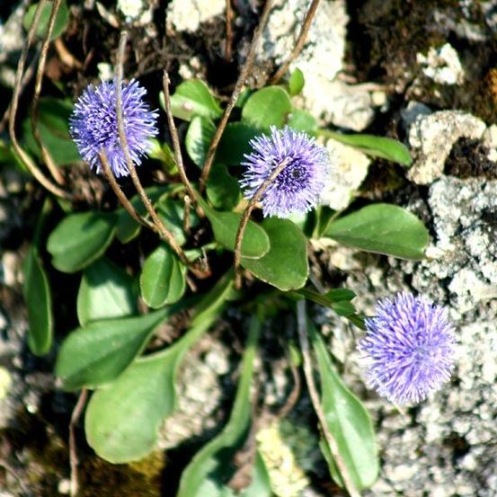 Eine Nahaufnahme einer kleinen Pflanze mit lila Blüten und grünen Blättern, die auf einer felsigen Oberfläche wächst.