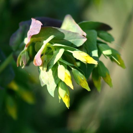 Eine Nahaufnahme einer Pflanze mit grünen Blättern und gelben Knospen, vor einem unscharfen grünen Hintergrund.