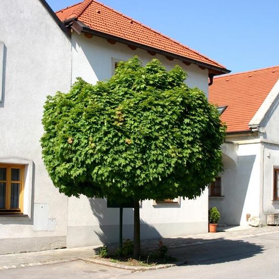 Ein Baum steht vor einem weißen Gebäude mit roten Dächern, gelben Fenstern und einem kleinen Topfpflanzen nahe dem Eingang. Der Schatten des Baumes fällt auf die Straße.