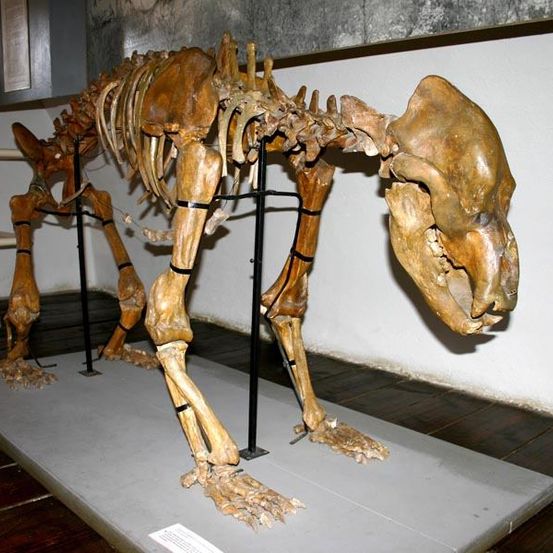 Eine Skelettdarstellung eines prähistorischen Tieres, wahrscheinlich eines riesigen Wolfs, steht auf einer grauen Plattform in einem Museum. Das Skelett ist aufrecht montiert, mit einem detaillierten Schädel nach vorne gerichtet, unterstützt von Metallstangen.