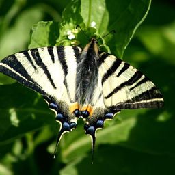 Ein Schmetterling mit weißen und schwarzen Streifen auf den Flügeln ruht auf einem grünen Blatt.