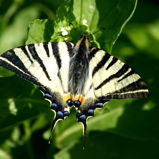 Ein Schmetterling mit weißen und schwarzen Streifen auf den Flügeln ruht auf einem grünen Blatt.