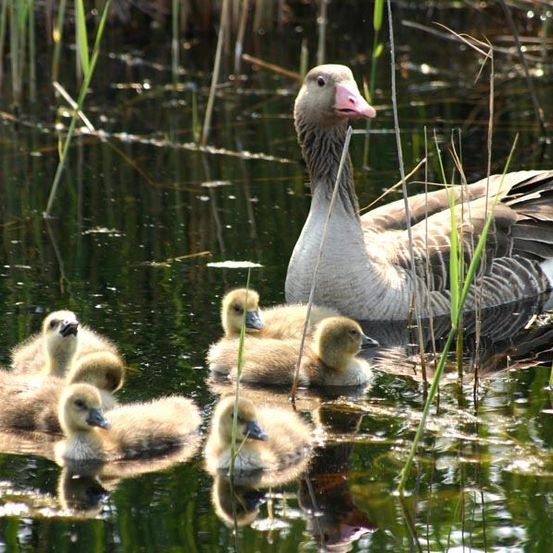 Eine Muttergans schwimmt mit ihren fünf Küken in einem Teich, alle schauen in verschiedene Richtungen. Das Wasser spiegelt den Himmel und die Vegetation wider.