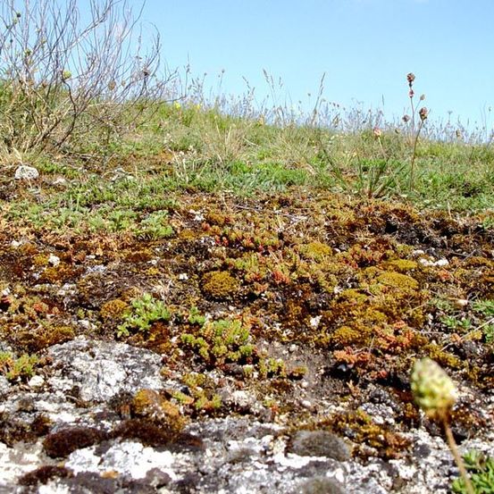 Ein Hügel mit spärlicher Vegetation, hauptsächlich aus Moosen und kleinen Pflanzen, unter einem klaren blauen Himmel.