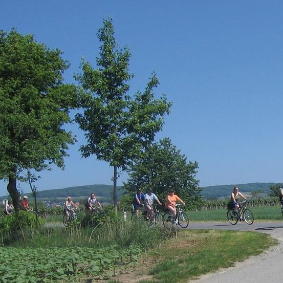 Eine Gruppe von Radfahrern fährt an einem sonnigen Tag ihre Fahrräder, einige mit Helmen, auf einem Weg, der von grünen Bäumen und Büschen umgeben ist, mit Hügeln in der Ferne.