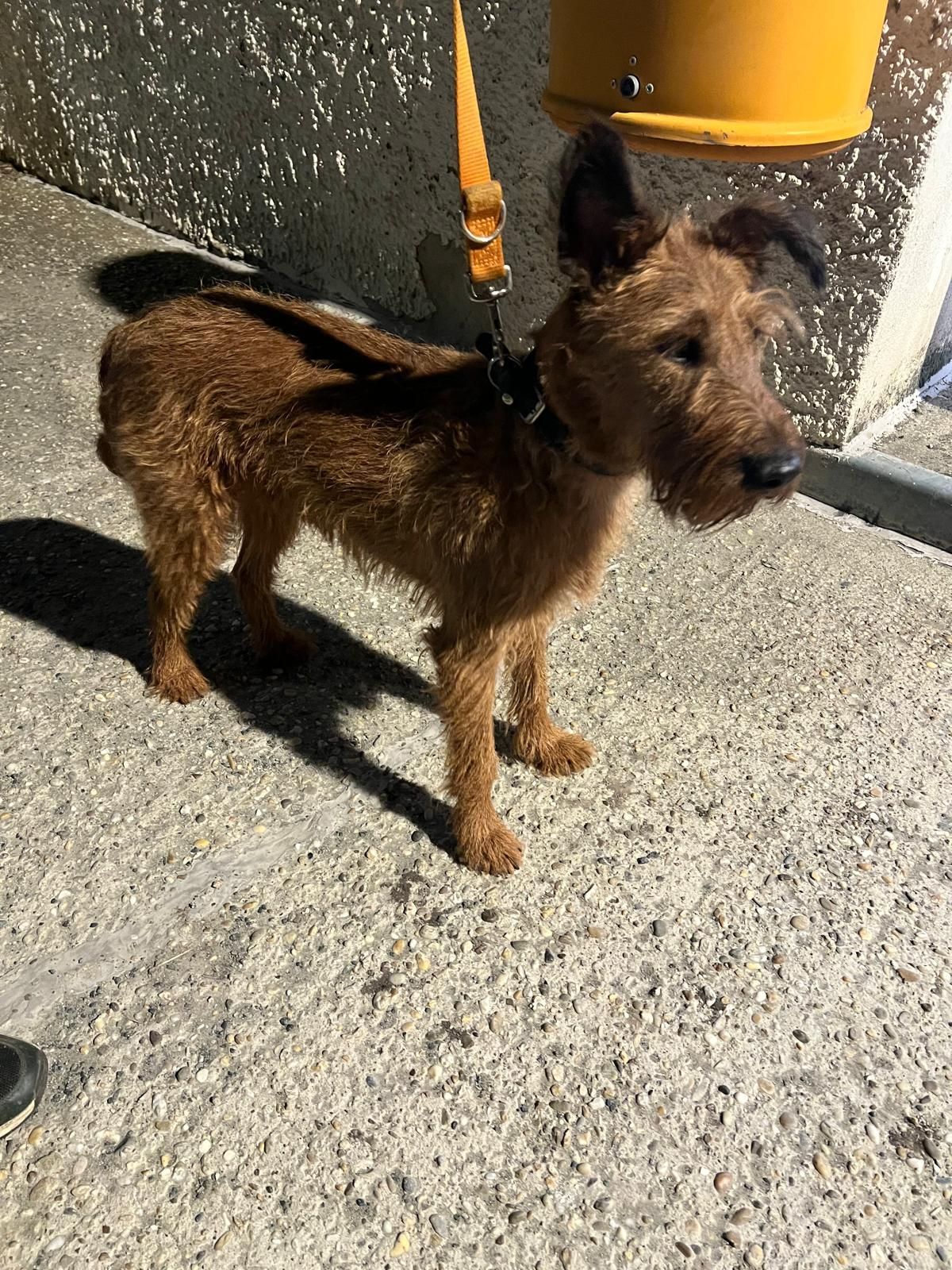 Ein brauner Hund mit Halsband und Leine steht auf einem Beton-Gehweg, mit Schatten, die vom Hund und einer nahen Wand geworfen werden.