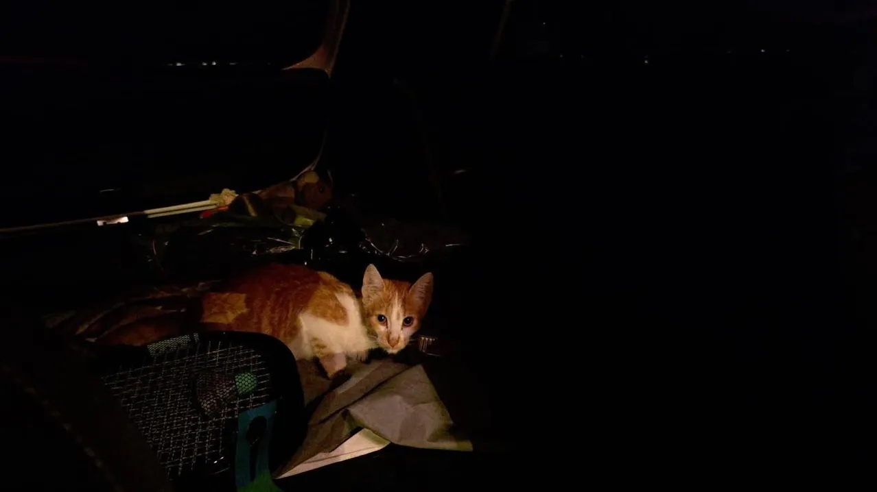 Eine Katze sitzt in einem dunklen Bereich, möglicherweise in einem Auto, mit einem verschwommenen Hintergrund.